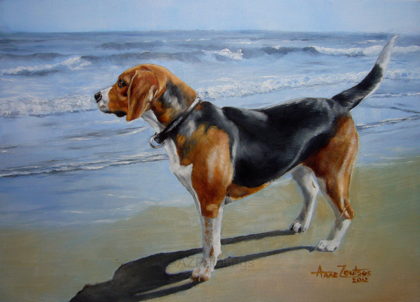 Beagle standing at the shoreline, looking out to sea