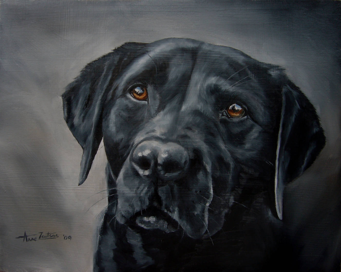 Black Labrador head study with a star in the background