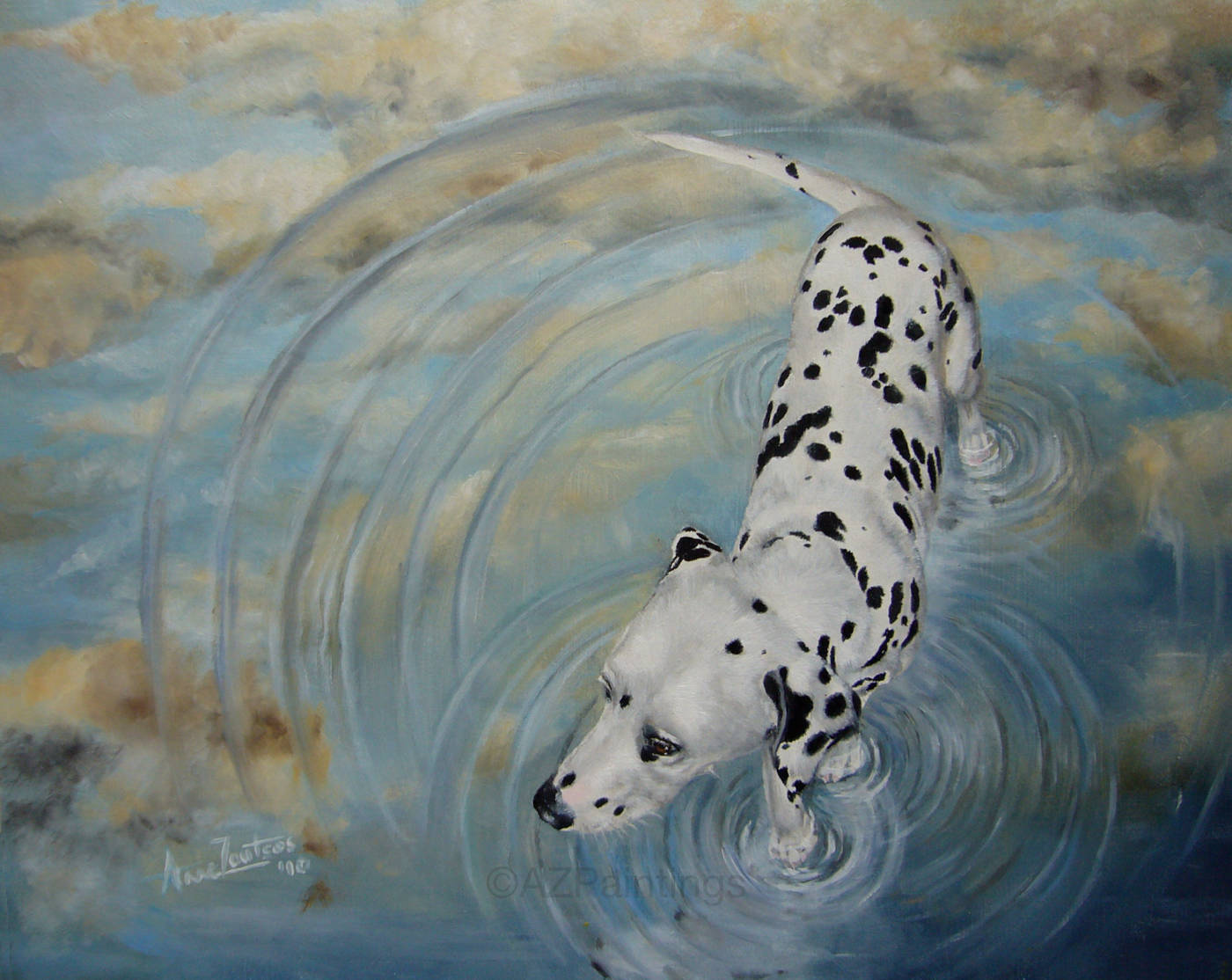 A Dalmatian walking through rippling water with sky reflections surrounding it