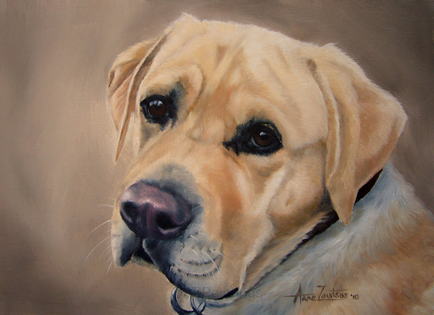 A close-up head study of a Labrador with a gentle expression